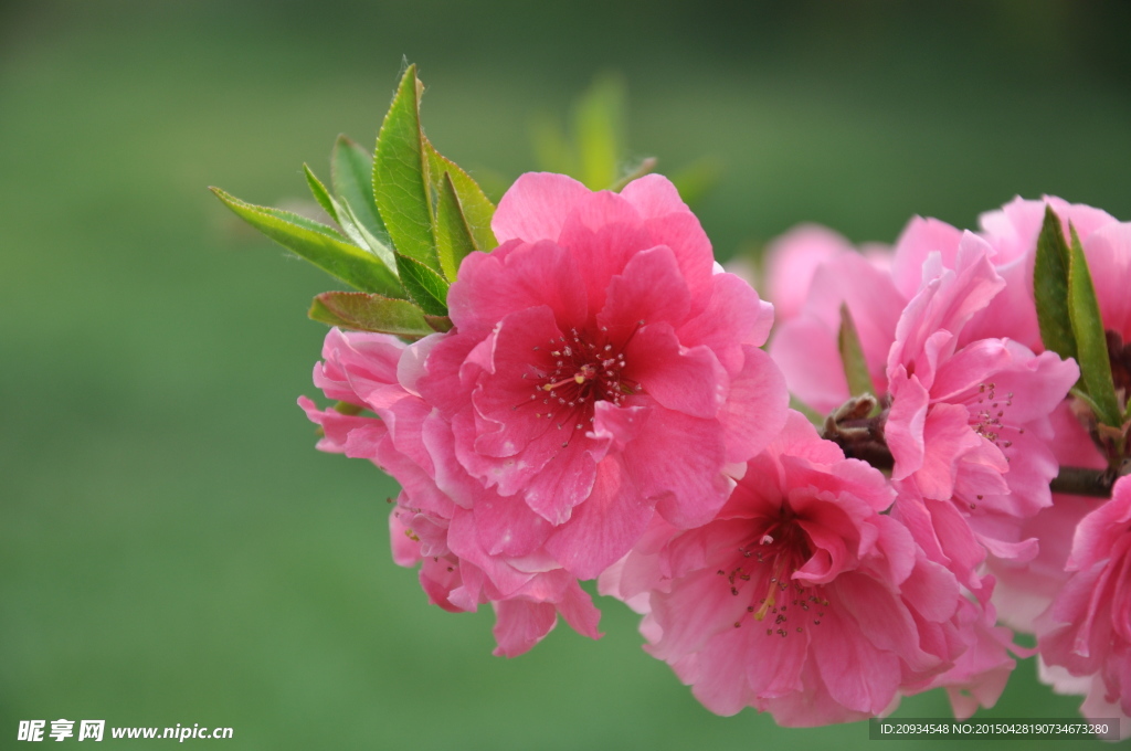 桃花