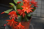 假昙花
