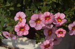 舞春花