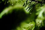 清新雨景