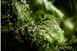 清新雨景