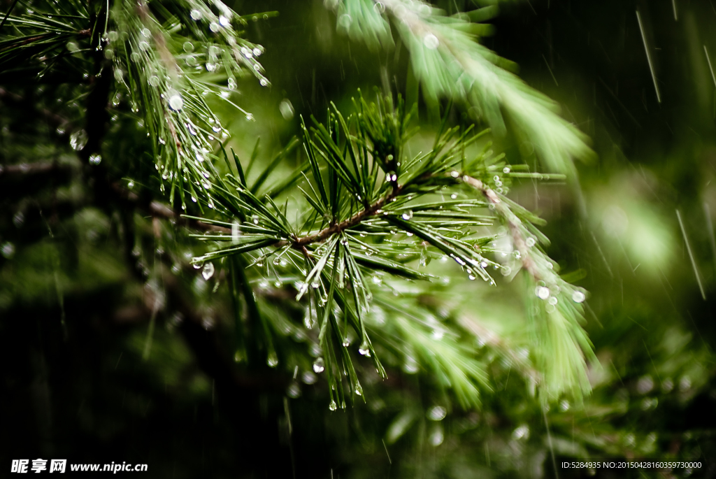 清新雨景