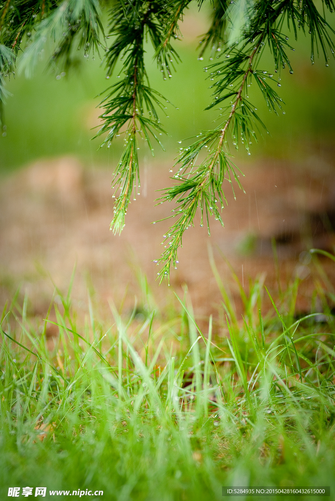 清新雨景