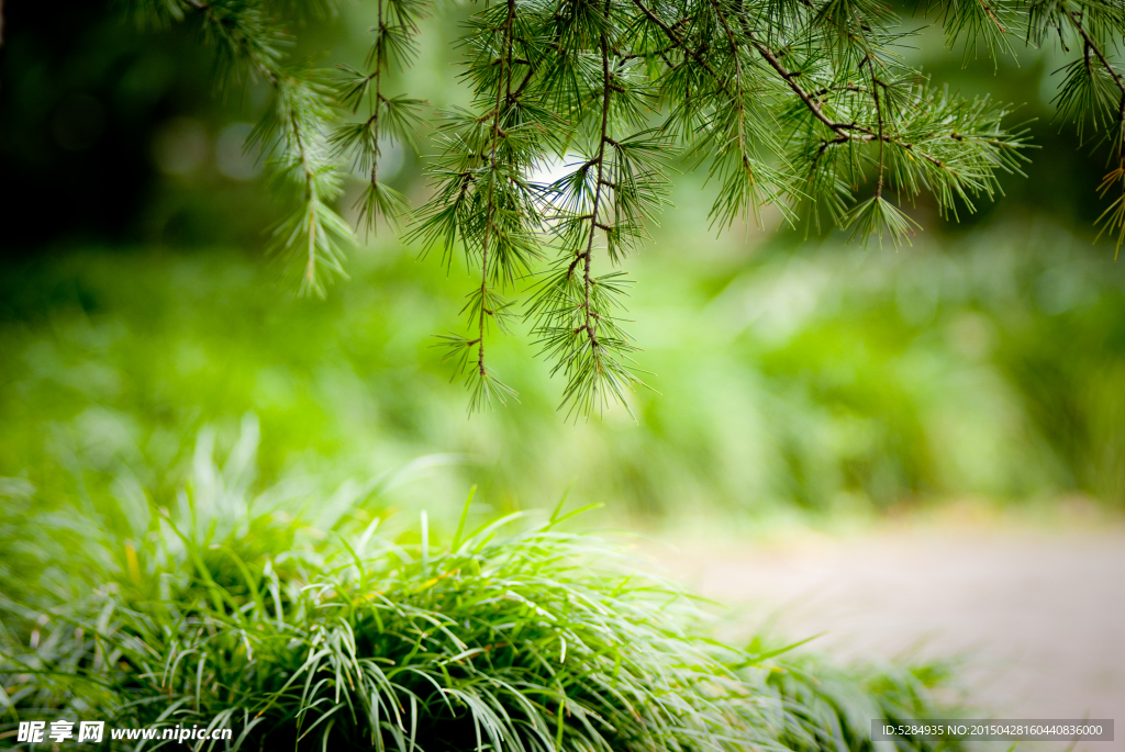 清新雨景