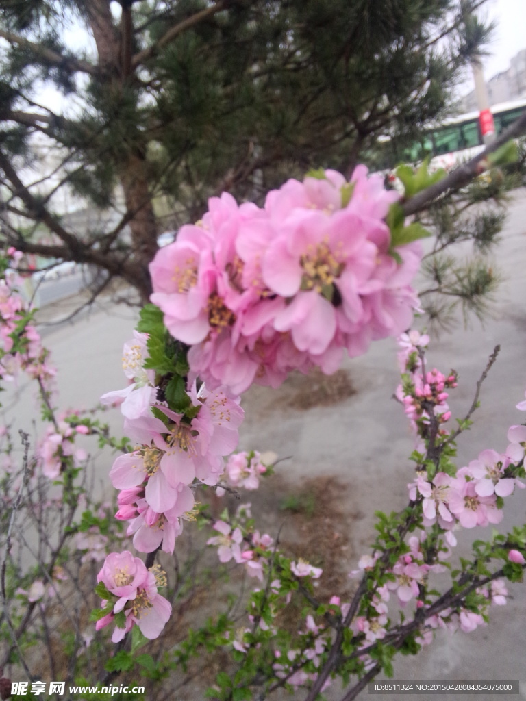 春季路边花卉