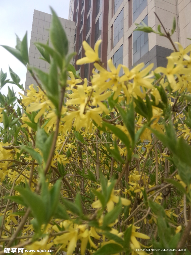 连翘