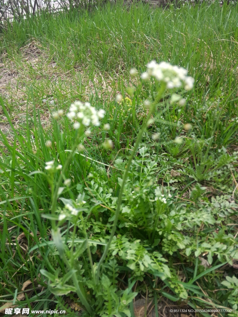 春天野草野菜荠菜开花