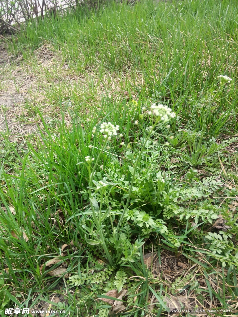 春天野草野菜荠菜开花