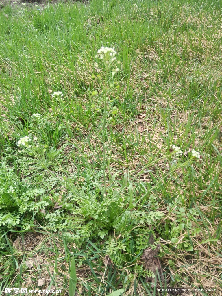 春天野草野菜荠菜开花