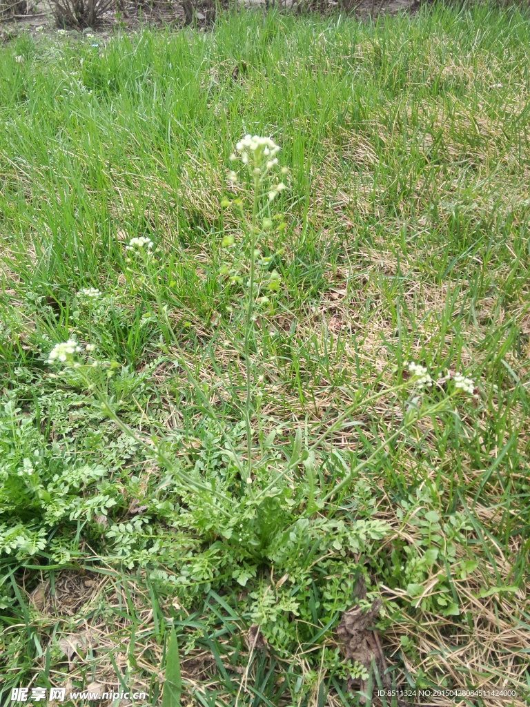 春天野草野菜荠菜开花