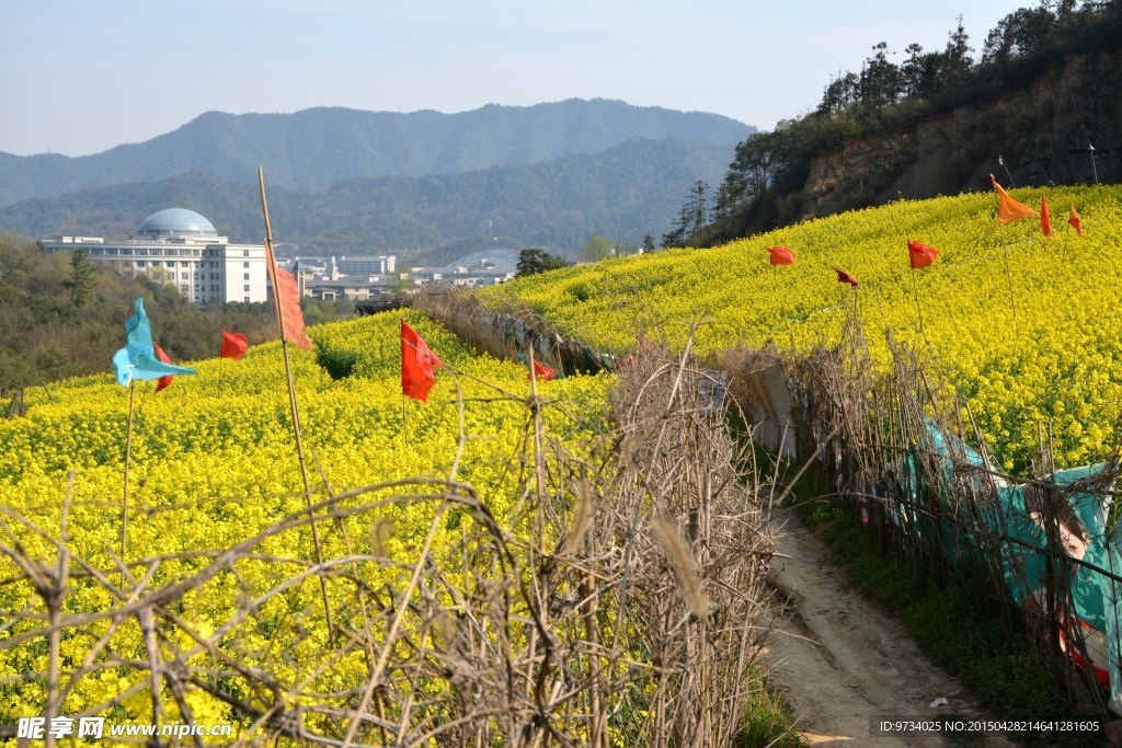 山坡上的油菜花