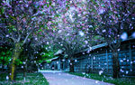 浪漫樱花 花瓣雨