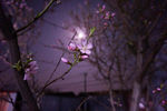 夜月桃花