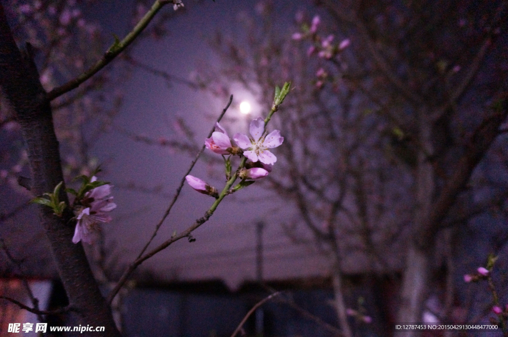 夜月桃花