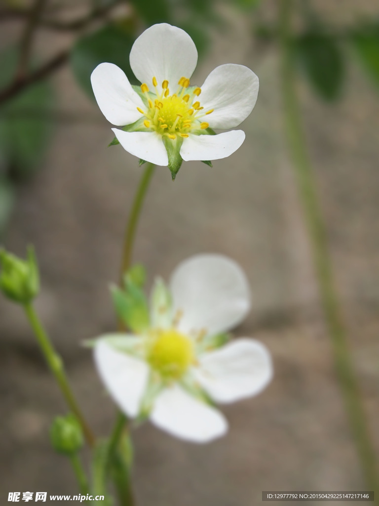 草莓花