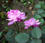 蔷薇花