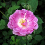 蔷薇花