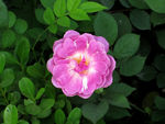 蔷薇花
