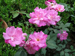 蔷薇花