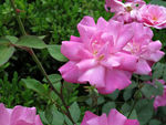 蔷薇花