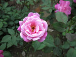 蔷薇花