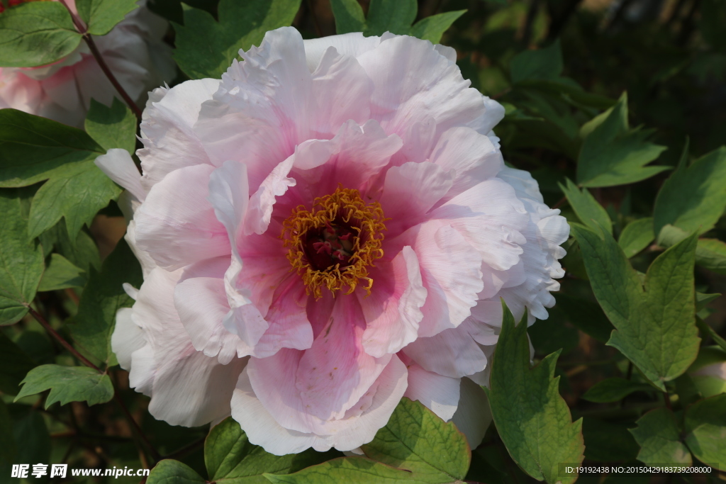 牡丹