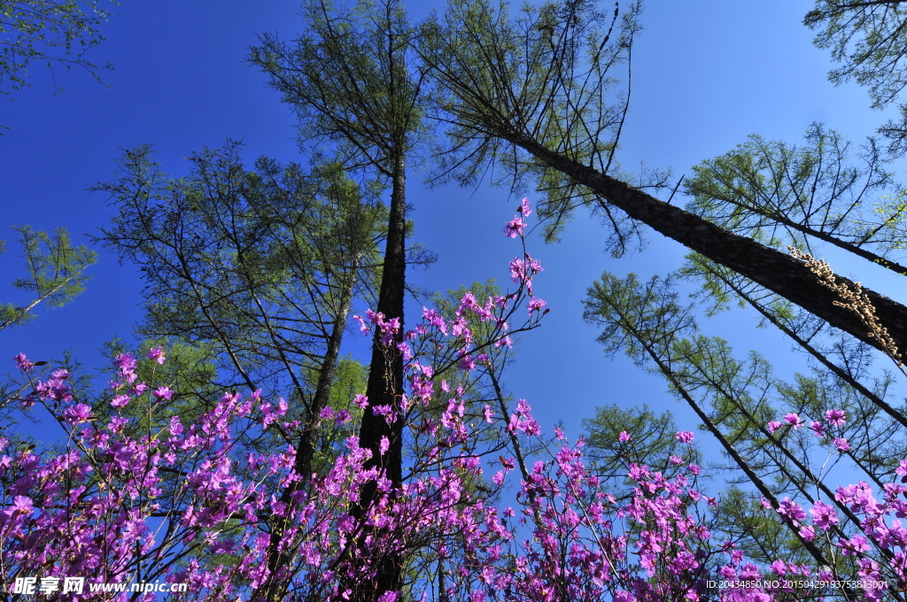 杜鹃花