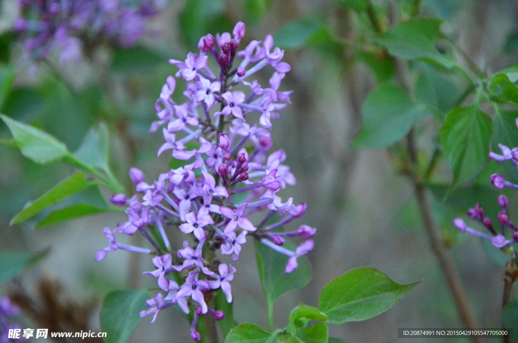 丁香花