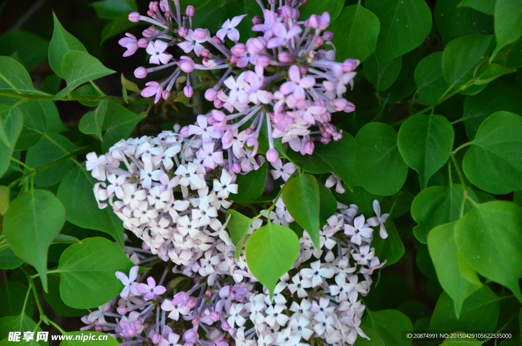 丁香花