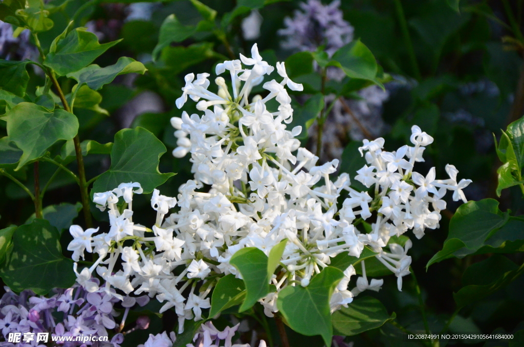 丁香花