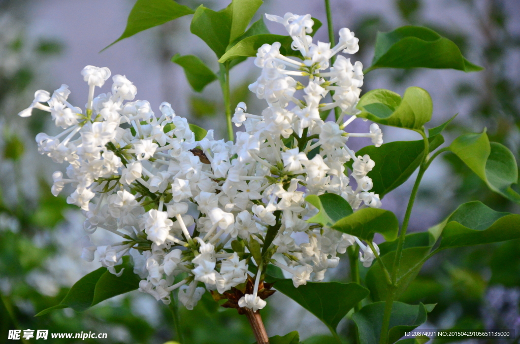 丁香花