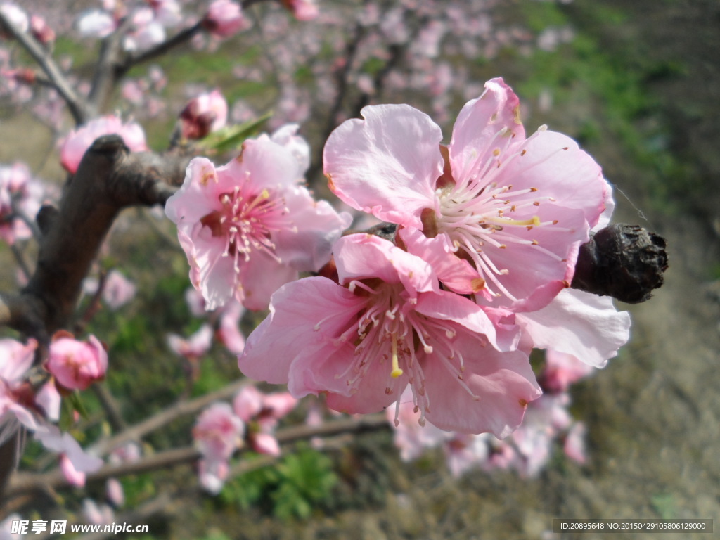 桃花