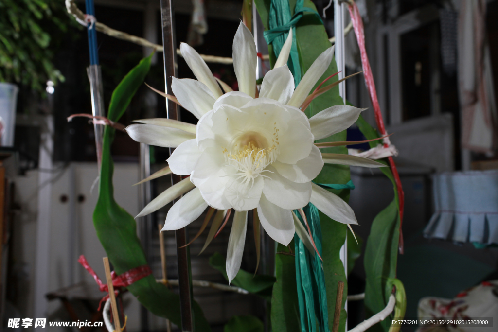 昙花一现