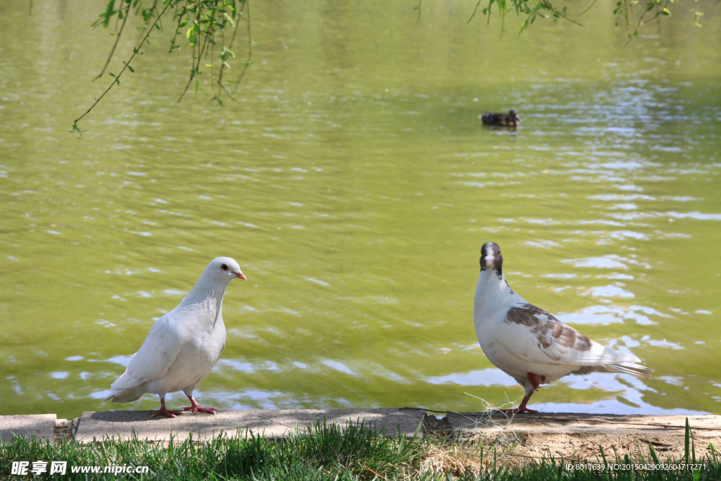 湖边的鸽子
