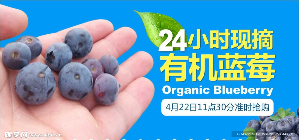 24小时现摘蓝莓