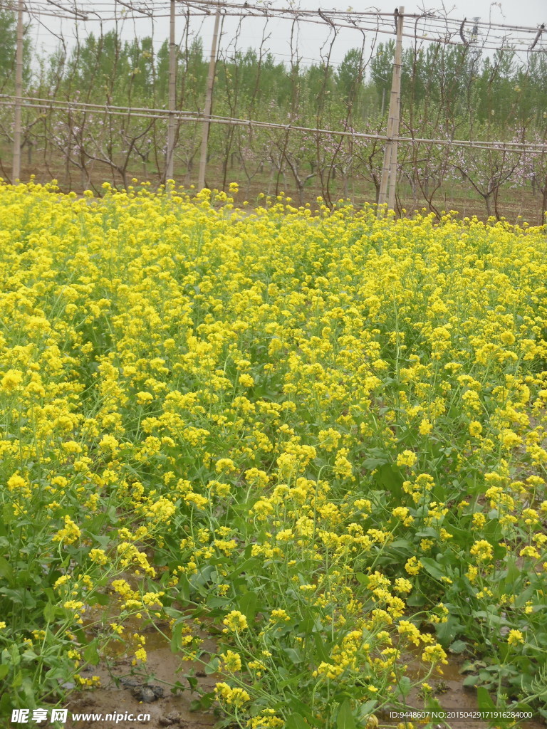 油菜花