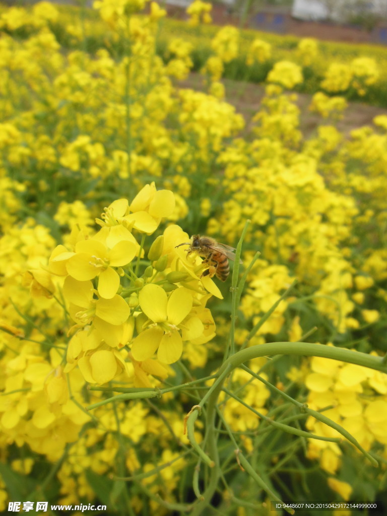 油菜花