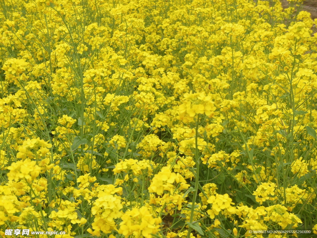 油菜花
