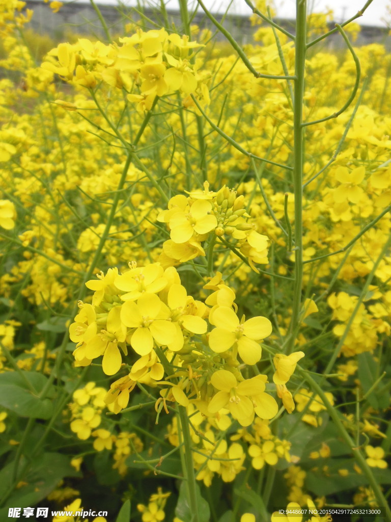油菜花