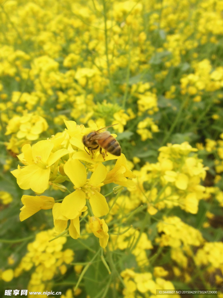 油菜花