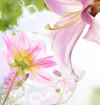 唯美粉色鲜花
