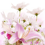 唯美粉色鲜花