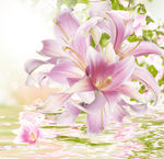 唯美粉色鲜花