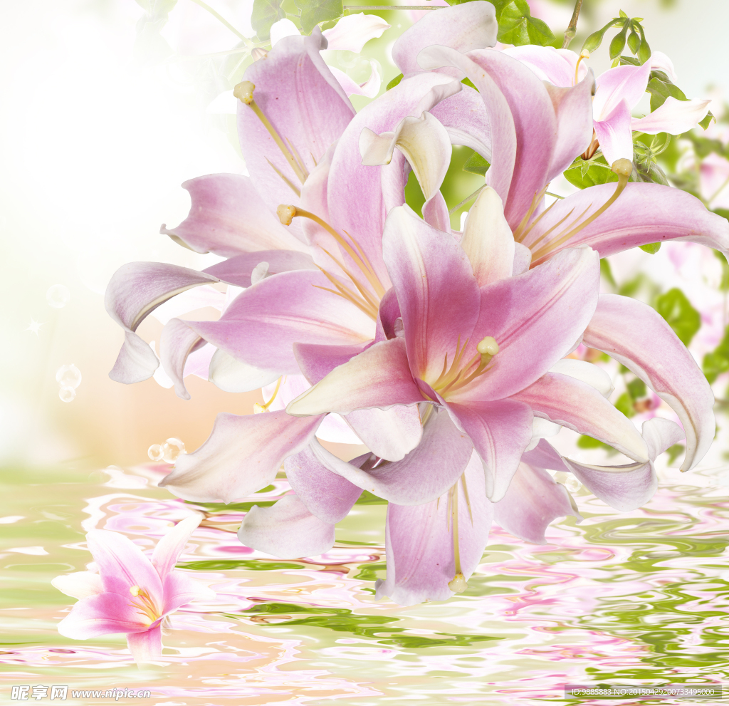 唯美粉色鲜花