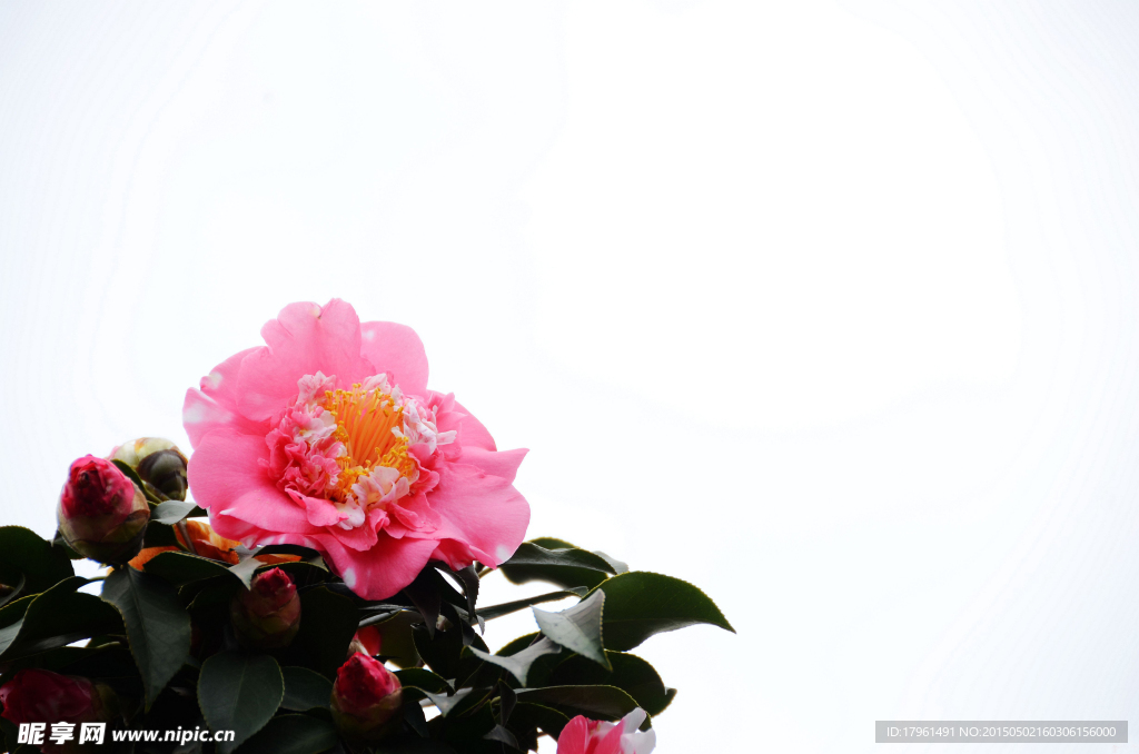 山茶花