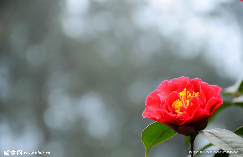 山茶花