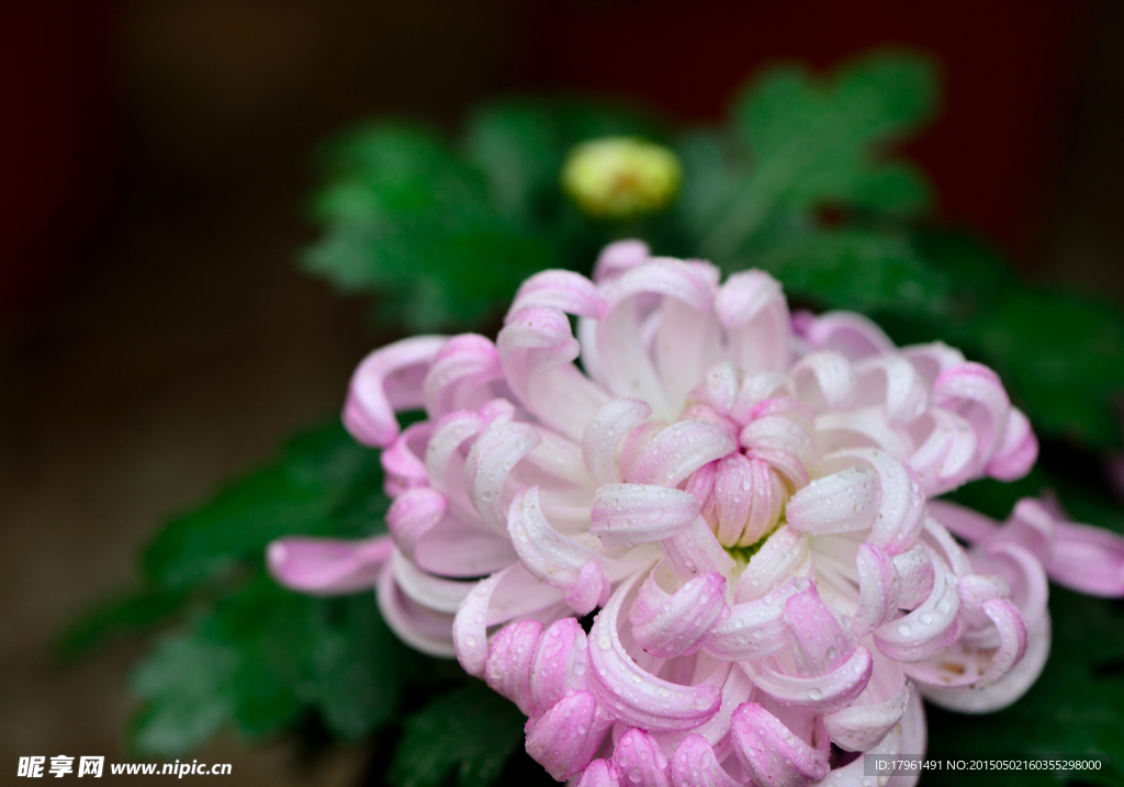 菊花
