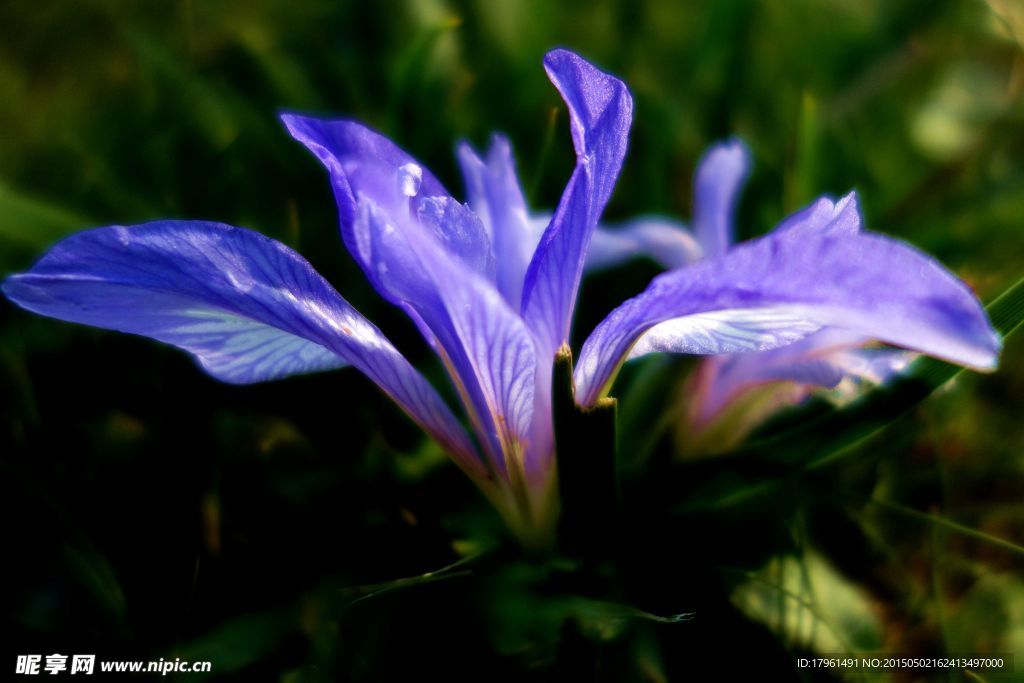 鸢尾花