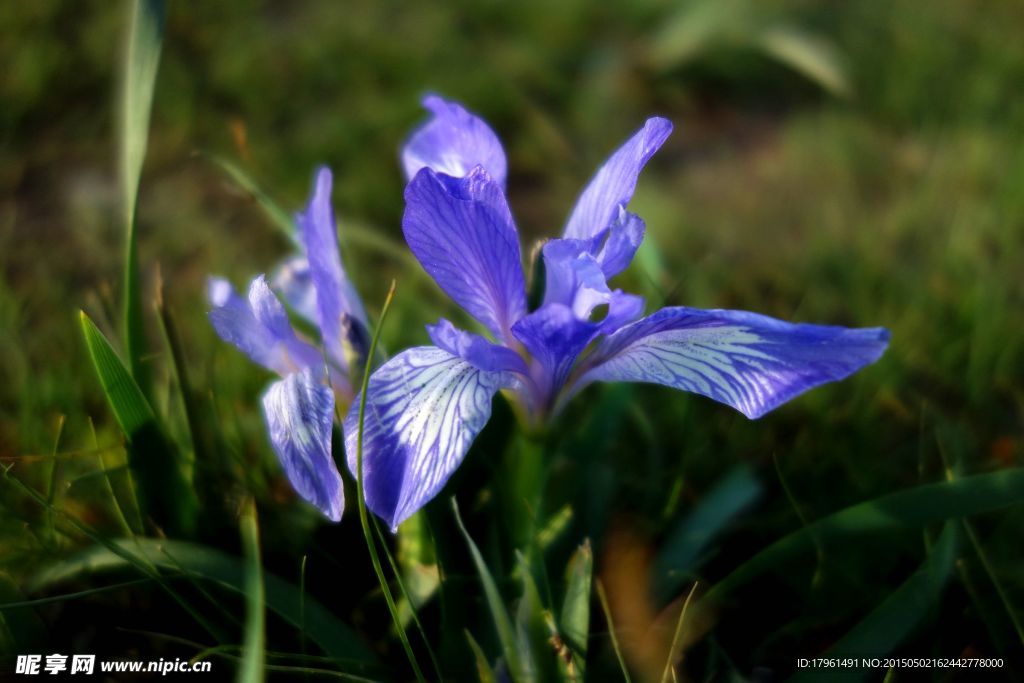 鸢尾花