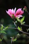 玉兰花